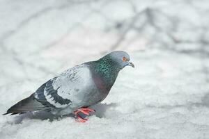 uma lindo Pombo senta em a neve dentro uma cidade parque dentro inverno.. foto