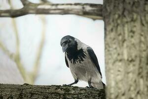 lindo fechar-se tiro do a encapuzado Corvo corvus cornix sentado em uma árvore ramo entre verde folhas com azul céu dentro a fundo de tela. animais selvagens cenário foto