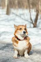 galês corgi Pembroke dentro a inverno floresta. foto