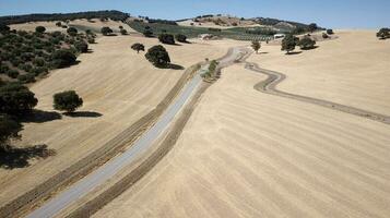 vista aérea drone de terra seca com poucas oliveiras. das Alterações Climáticas. seca severa. aquecimento global. desastre ambiental. sem água. campos agrícolas secos. falta de água. sem colheitas. foto