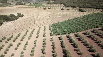 vista aérea do drone da plantação de oliveiras na andaluzia, espanha. vastos campos plantados com oliveiras. alimentos orgânicos e saudáveis. agricultura e colheitas. origem do azeite. foto