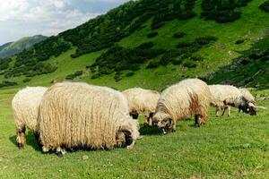 ovelha em uma exuberante verde campo. rural estilo de vida e animal pecuária. grupo do doméstico ovelha em Prado comendo grama. ovelha pastar a pastagens dentro a montanhas. foto