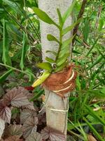 orquídea crescendo em anexo para uma concreto pólo dentro uma casa jardim foto