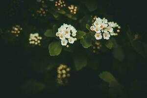 Primavera arbusto com branco pequeno flores em uma fundo do Sombrio verde folhas foto