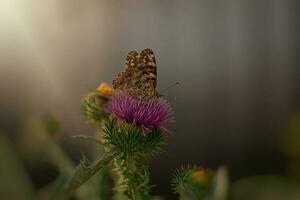 verão borboleta sentado em uma florescendo roxa cardo flor dentro a atrasado tarde Sol foto