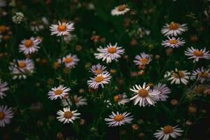 branco camomiles em uma selvagem verão Prado em uma caloroso verão dia foto