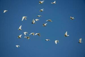 uma rebanho do branco vôo pombos vôo contra verão azul céu com branco nuvens foto