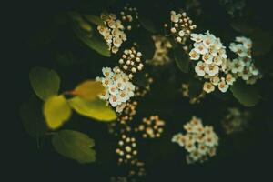 Primavera arbusto com branco pequeno flores em uma fundo do Sombrio verde folhas foto