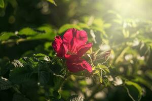 colorida delicado selvagem rosa iluminado de caloroso verão tarde Sol foto