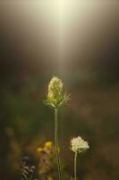 selvagem Prado plantar iluminado de a caloroso raios do a verão tarde Sol foto