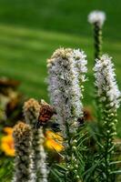 livre borboletas entre a flores dentro a cidade jardim em uma caloroso ensolarado verão dia, foto