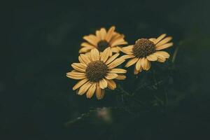 verão amarelo flores crescendo dentro a jardim em verde fundo foto