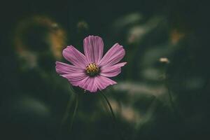 pequeno verão flores crescendo dentro a jardim entre verde folhagem fundo em uma caloroso dia foto