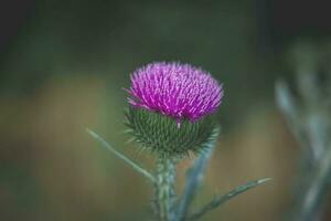 verão roxa cardo flor entre vegetação dentro uma selvagem Prado, foto