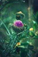 verão roxa cardo flor entre vegetação dentro uma selvagem Prado, foto