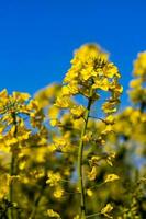 calma minimalista amarelo Primavera estupro campo contra uma azul sem nuvens idílico céu foto