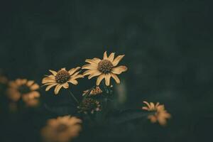 verão amarelo flores crescendo dentro a jardim em verde fundo foto