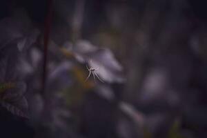 pequeno branco aranha em uma roxa folha do uma arbusto dentro a caloroso verão Sol foto