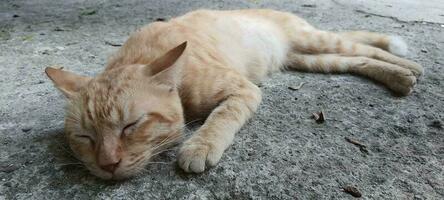 uma gato este dormir em uma concreto chão. foto