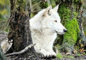 a branco Lobo parece muito Muito de gostar a velho cachorro foto