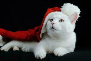 a branco gato é muito lindo foto