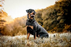 rottweiler cachorro pôr do sol doméstico animal animal foto