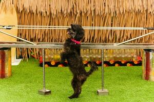 Treinamento cachorro mostrar com yorkshire terrier em pé em dois pernas. foto