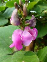 jacinto feijão, beleza flor, beleza natureza foto