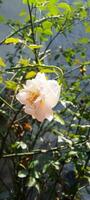 jardim rosas, papel de parede, beleza flor foto