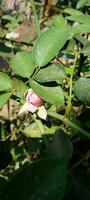 jardim rosas, papel de parede, beleza flor foto