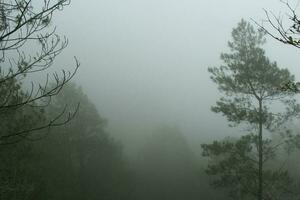 nebuloso floresta panorama. assustador montanha floresta natureza temático fundo com névoa humor. foto