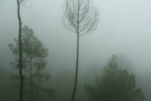 nebuloso floresta panorama. assustador montanha floresta natureza temático fundo com névoa humor. foto