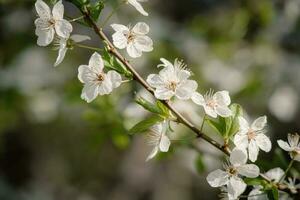 ensolarado pano de fundo com Primavera flores branco flores em borrado flor fundo com cópia de espaço foto