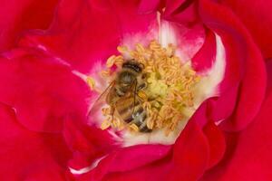 fechar acima do abelha encontro pólen dentro vermelho rosa foto