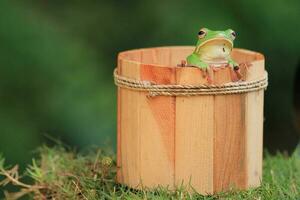 verde rã dentro do de madeira balde foto