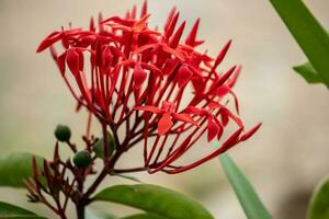 vermelho ashoka flores este prosperar dentro a quintal. foto