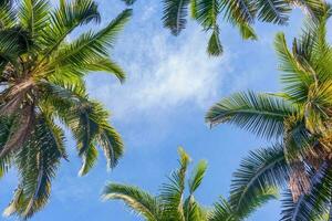 coco árvores contra azul céu. tropical fundo foto