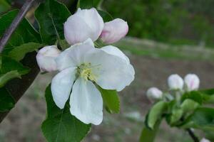 Rosa e branco maçã Flor flores em árvore dentro primavera foto