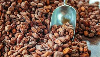 grãos de cacau marrons aromáticos e sementes de cacau no conceito de cacau com matérias-primas de chocolat como pano de fundo foto