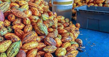 vagens de cacau maduras ou frutos de cacau amarelos colhem grãos de cacau para enviar para a fábrica de chocolate foto