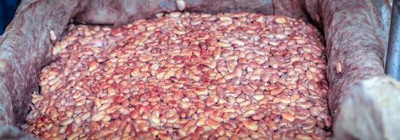 fermentação de sementes frescas de cacau para fazer chocolate. os trabalhadores colocam sementes de cacau fermentadas em cubas para secar ao sol. foto