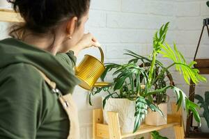 uma mulher águas casa plantas a partir de dela coleção do raro espécies a partir de uma rega pode, crescido com amor em prateleiras dentro a interior do a casa. casa plantar crescente, verde casa, água Saldo foto