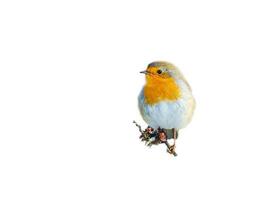 robin isolado, cortada para edição. pássaro canoro com vermelho, branco e laranja plumagem foto
