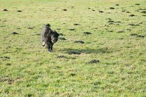 Preto goldendoddle corrida dentro uma Prado enquanto jogando. fofo grandes Preto casaco. foto