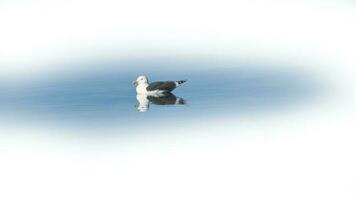 gaivota nada em a fiorde dentro Noruega. a mar pássaro é refletido dentro a água. foto