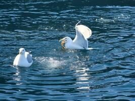 gaivotas luta sobre Comida dentro Noruega. água gotas splash. alimentando inveja entre aves marinhas foto