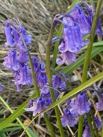 bluebell grupo dentro cheio flor foto