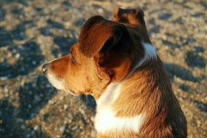 perfil do uma cachorro em a de praia olhando Fora para mar foto