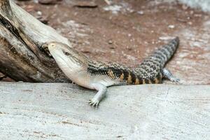 o lagarto escalando avança foto