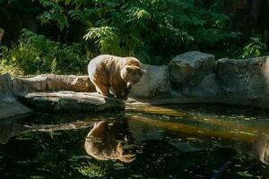 urso branco no lago olhe para o seu reflexo foto